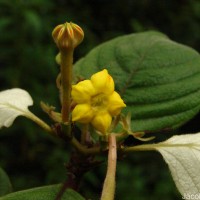 Mussaenda frondosa L.